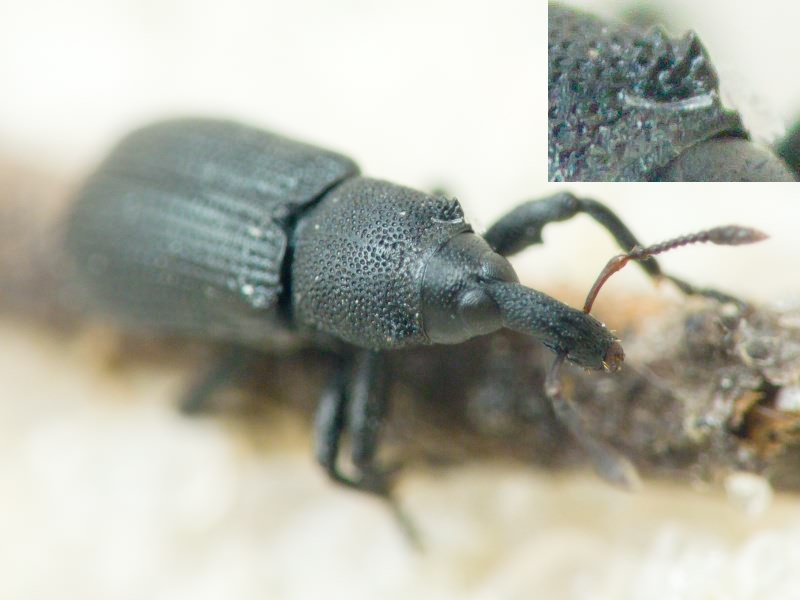 Magdalis (Odontomagdalis) armigera (Geoffroy, 1785)